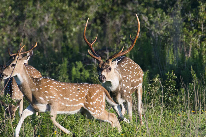 BARGAIN HUNTING: TPWD's dream hunt program can be a money saver